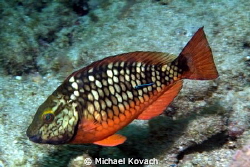 Neon Goby hitching a ride on an Initial Phase Stoplight P... by Michael Kovach 